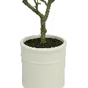 CG HUNTER, OLIVO DE ASPECTO NATURAL